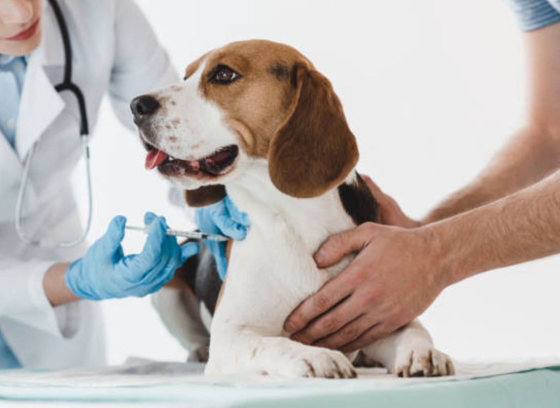 6 TIPS PARA MEJORAR EL SISTEMA INMUNE DE TU MASCOTA