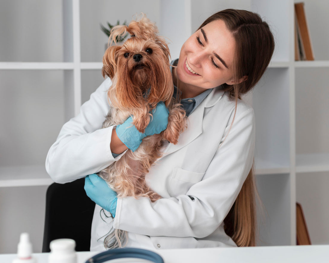 6 BENEFICIOS DE LA ESTERILIZACIÓN EN HEMBRAS