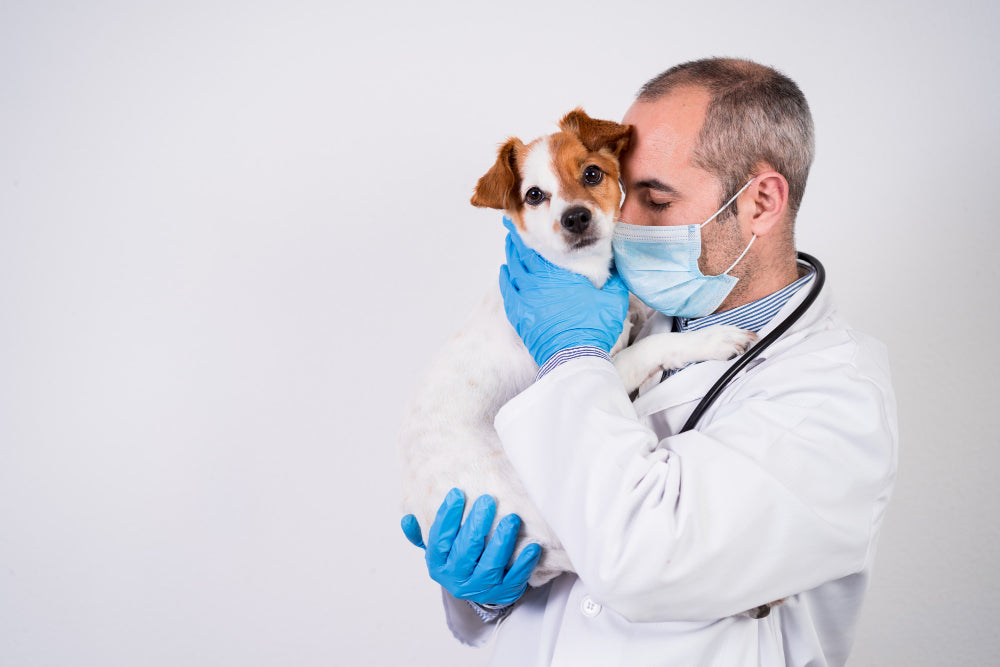 5 BENEFICIOS DE LA ESTERILIZACIÓN EN MACHOS